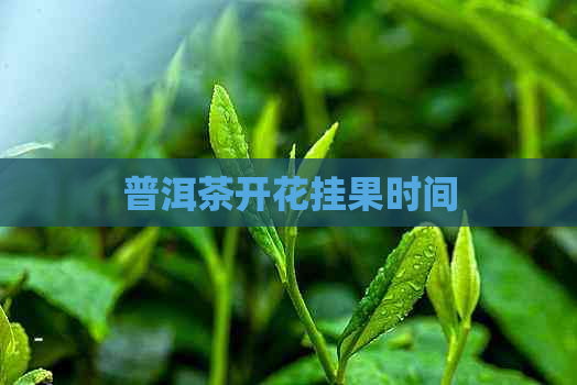 普洱茶开花挂果时间