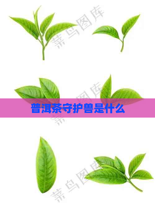 普洱茶守护兽是什么