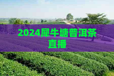 2024犀牛塘普洱茶直播