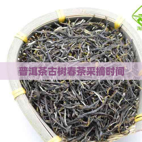 普洱茶古树春茶采摘时间