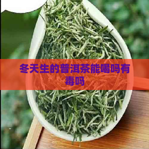 冬天生的普洱茶能喝吗有吗