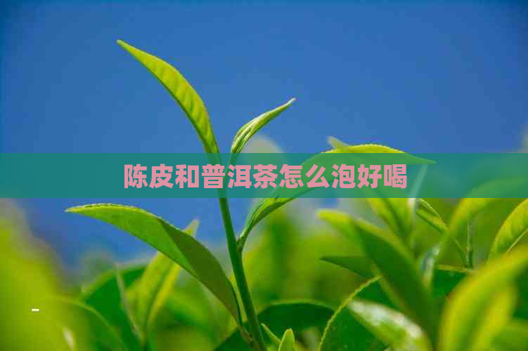 陈皮和普洱茶怎么泡好喝