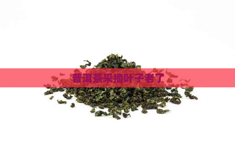 普洱茶采摘叶子老了