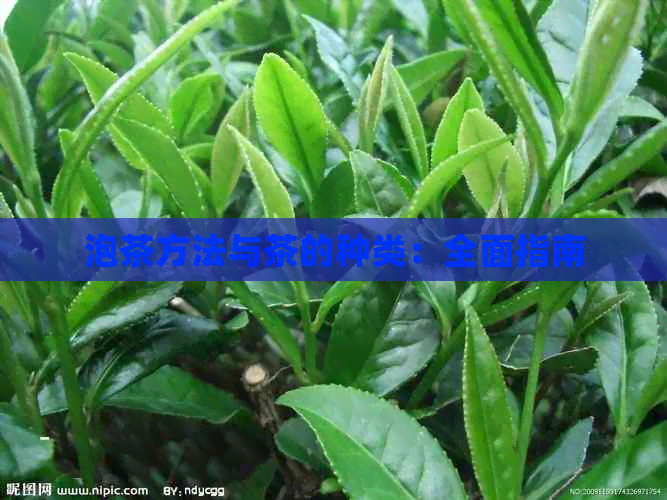 泡茶方法与茶的种类：全面指南