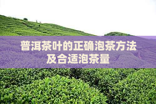 普洱茶叶的正确泡茶方法及合适泡茶量