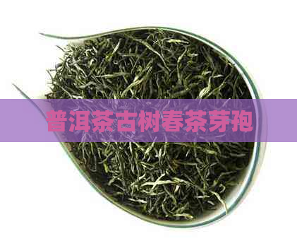 普洱茶古树春茶芽孢