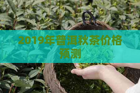 2019年普洱秋茶价格预测