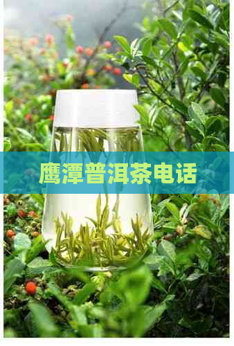 鹰潭普洱茶电话