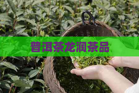 普洱茶龙润茶品