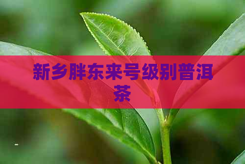 新乡胖东来号级别普洱茶