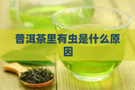 普洱茶里有虫是什么原因