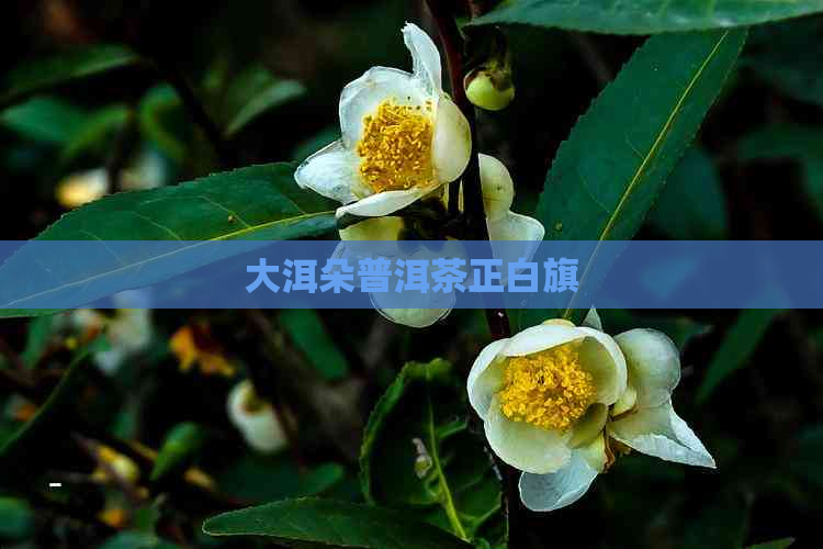 大洱朵普洱茶正白旗