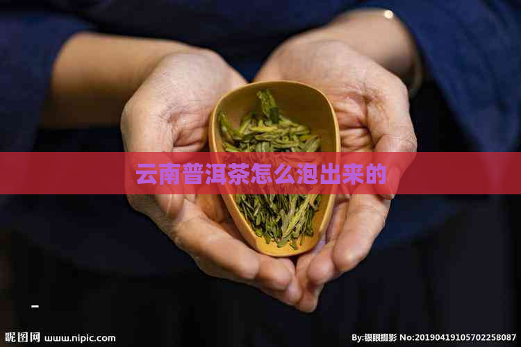 云南普洱茶怎么泡出来的