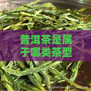 普洱茶是属于哪类茶型