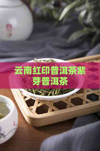 云南红印普洱茶紫芽普洱茶