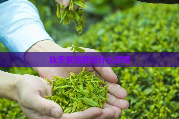 秋天普洱茶加什么好喝