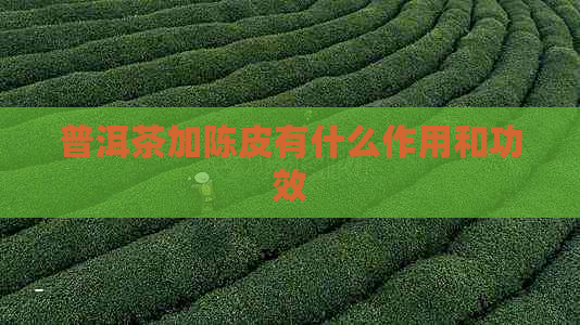 普洱茶加陈皮有什么作用和功效