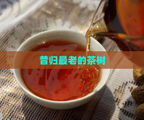 昔归最老的茶树