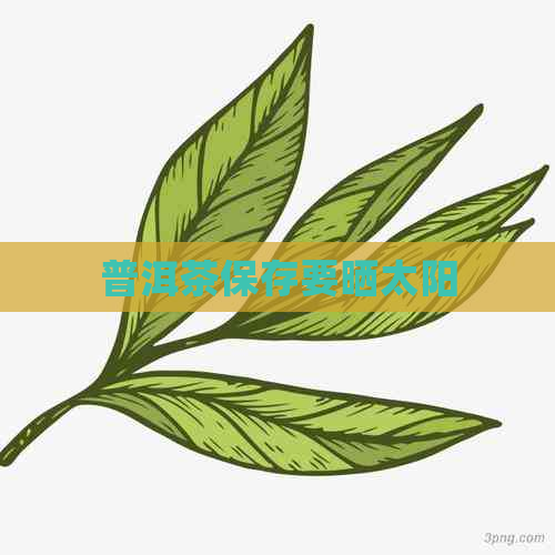 普洱茶保存要晒太阳