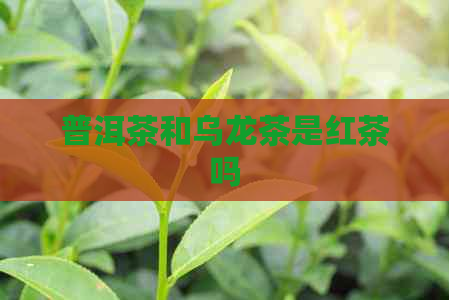 普洱茶和乌龙茶是红茶吗