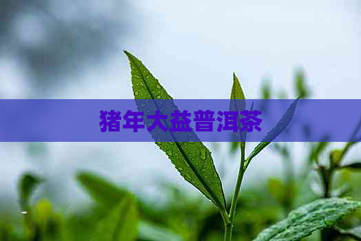 猪年大益普洱茶