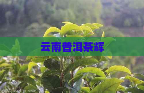 云南普洱茶辉