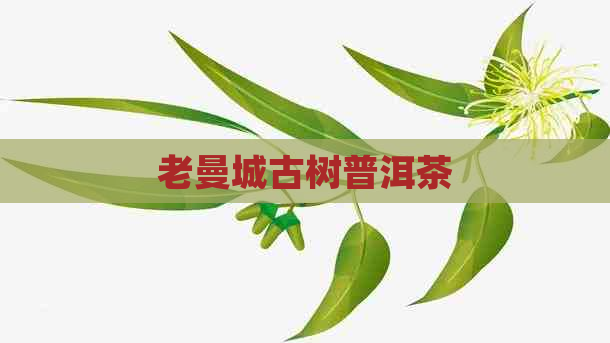 老曼城古树普洱茶