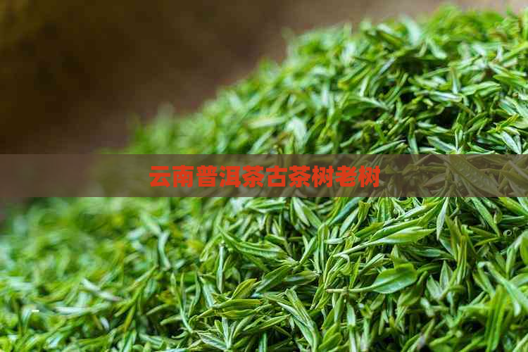 云南普洱茶古茶树老树