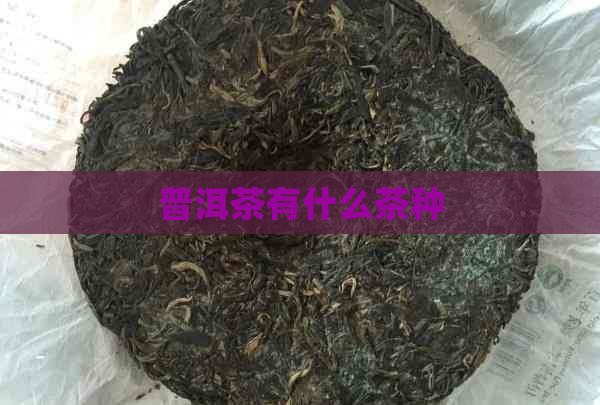 普洱茶有什么茶种