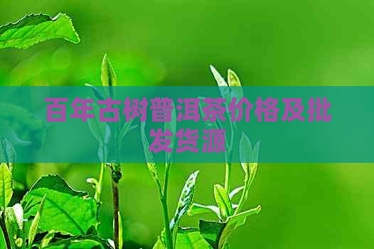 百年古树普洱茶价格及批发货源