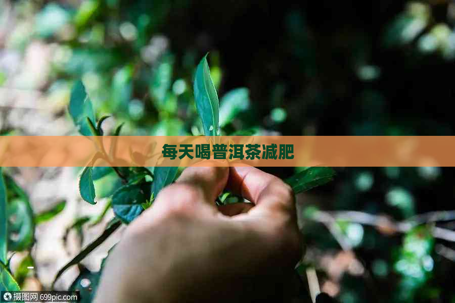 每天喝普洱茶减肥