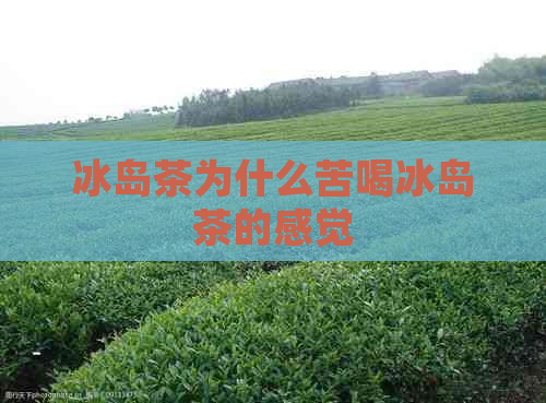 冰岛茶为什么苦喝冰岛茶的感觉