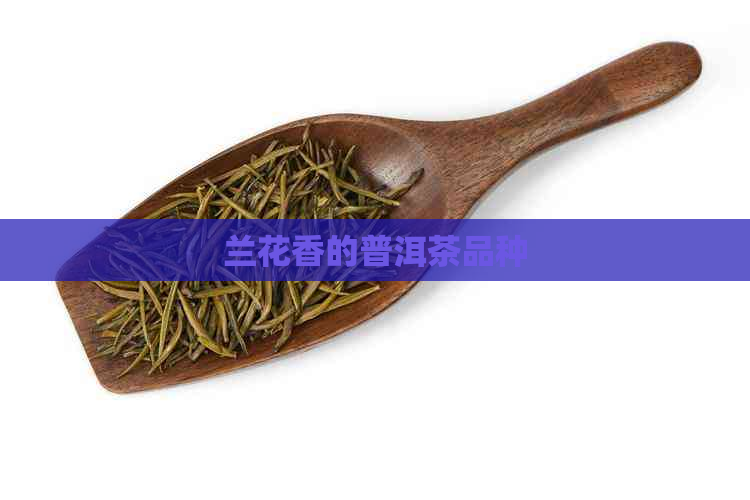 兰花香的普洱茶品种