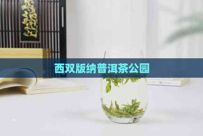 西双版纳普洱茶公园