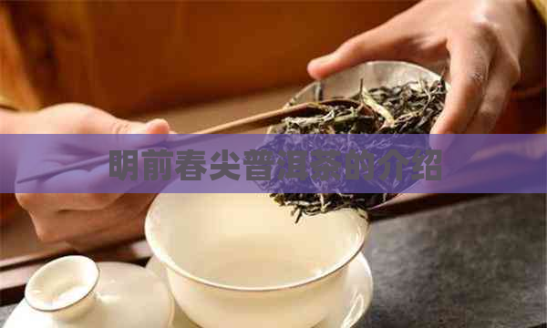 明前春尖普洱茶的介绍