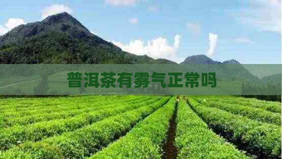 普洱茶有雾气正常吗