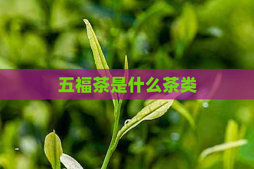 五福茶是什么茶类