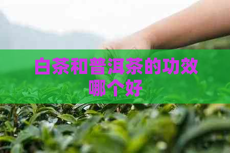 白茶和普洱茶的功效哪个好