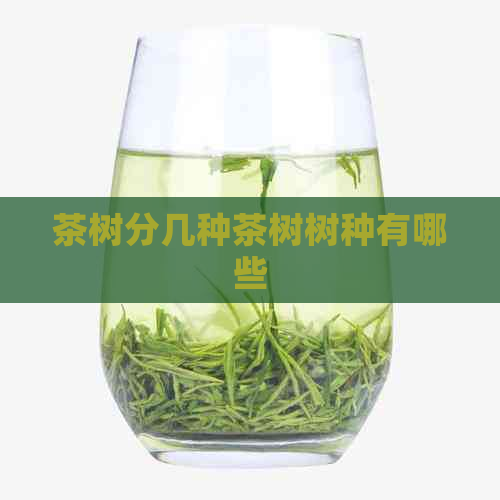 茶树分几种茶树树种有哪些