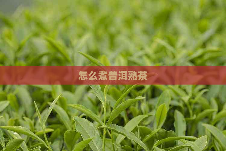 怎么煮普洱熟茶