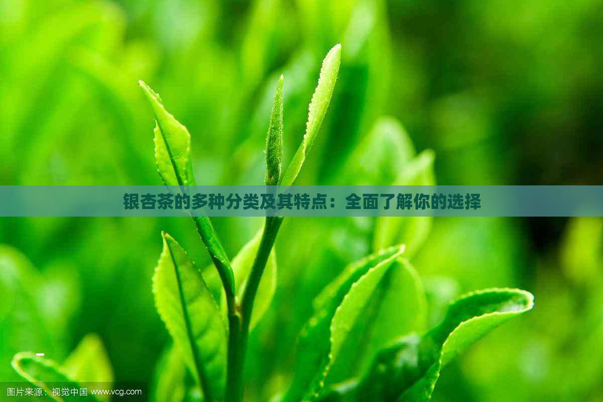 银杏茶的多种分类及其特点：全面了解你的选择