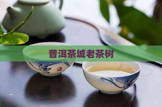 普洱茶城老茶树