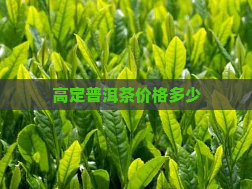 高定普洱茶价格多少