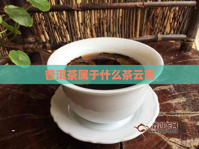 普洱茶属于什么茶云南