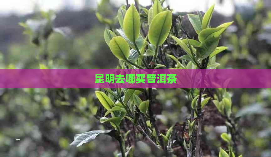 昆明去哪买普洱茶