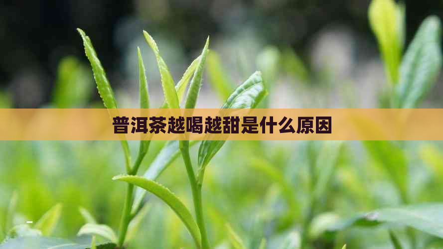 普洱茶越喝越甜是什么原因