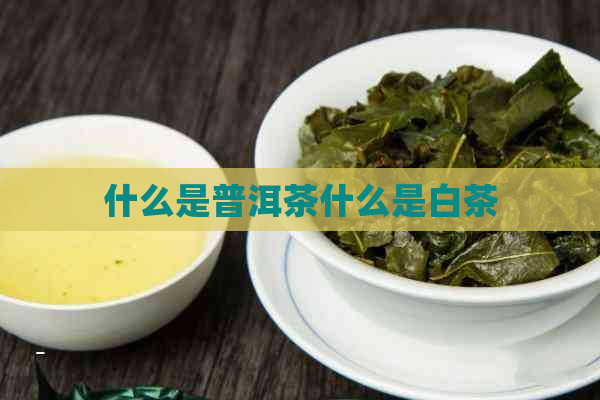 什么是普洱茶什么是白茶