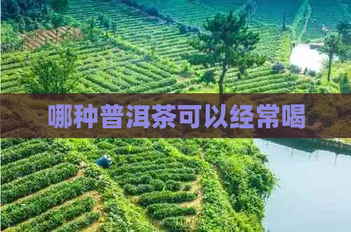 哪种普洱茶可以经常喝