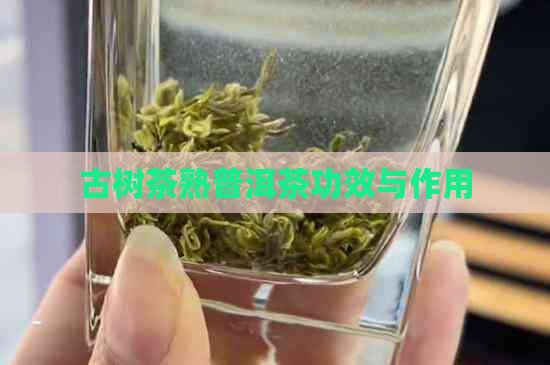 古树茶熟普洱茶功效与作用