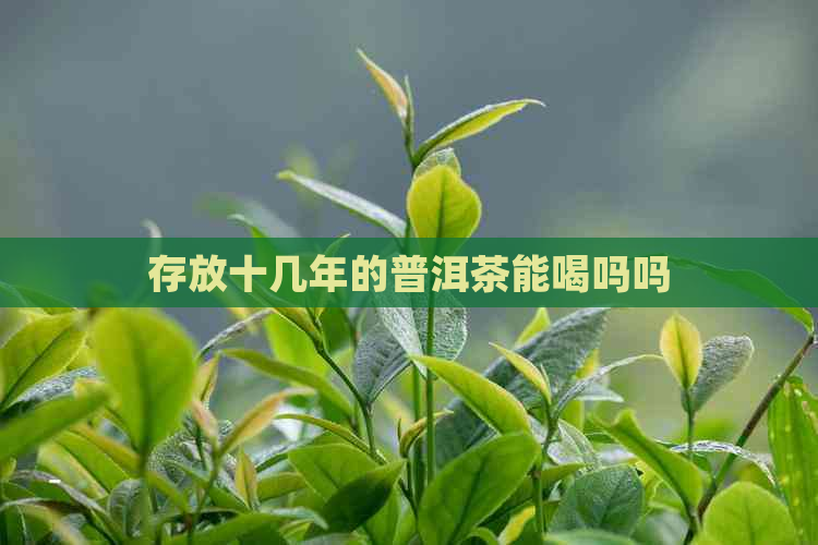 存放十几年的普洱茶能喝吗吗